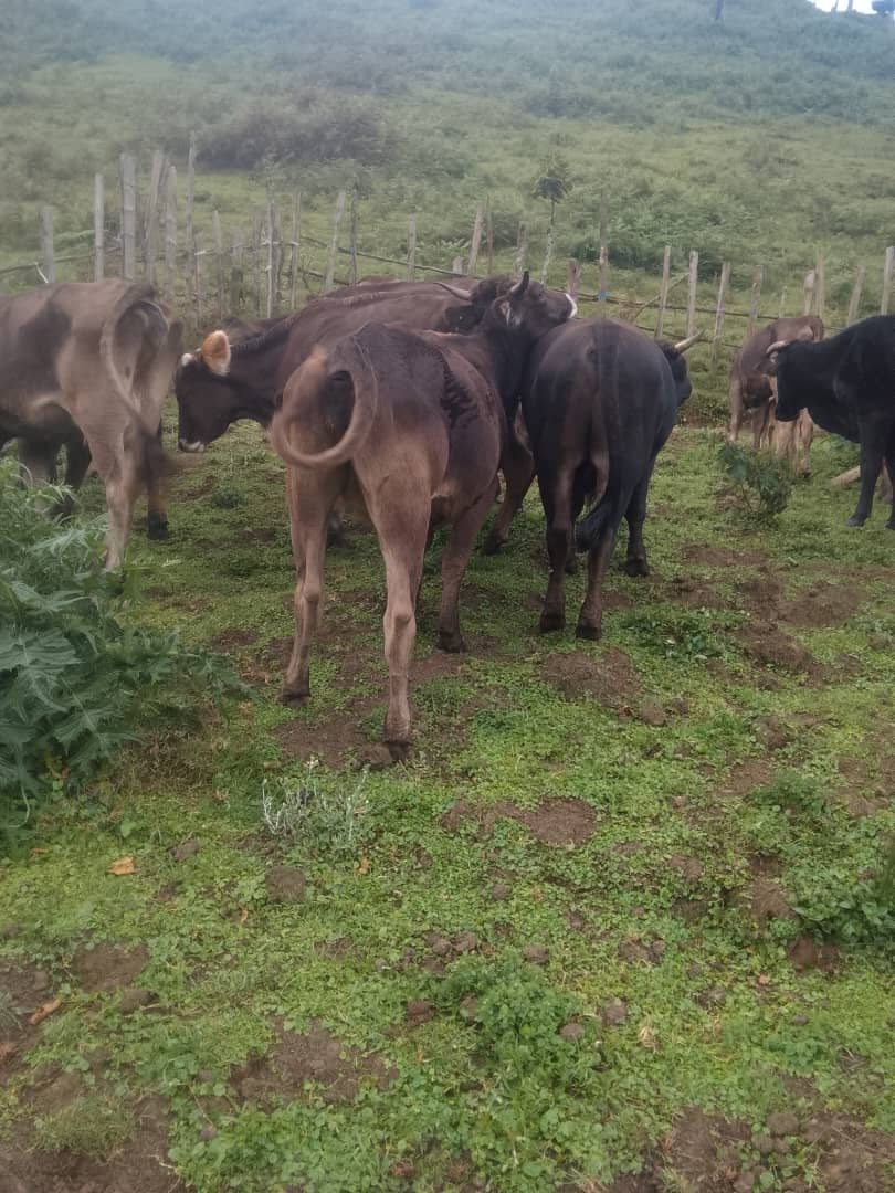 Troupeau bovin de la ferme