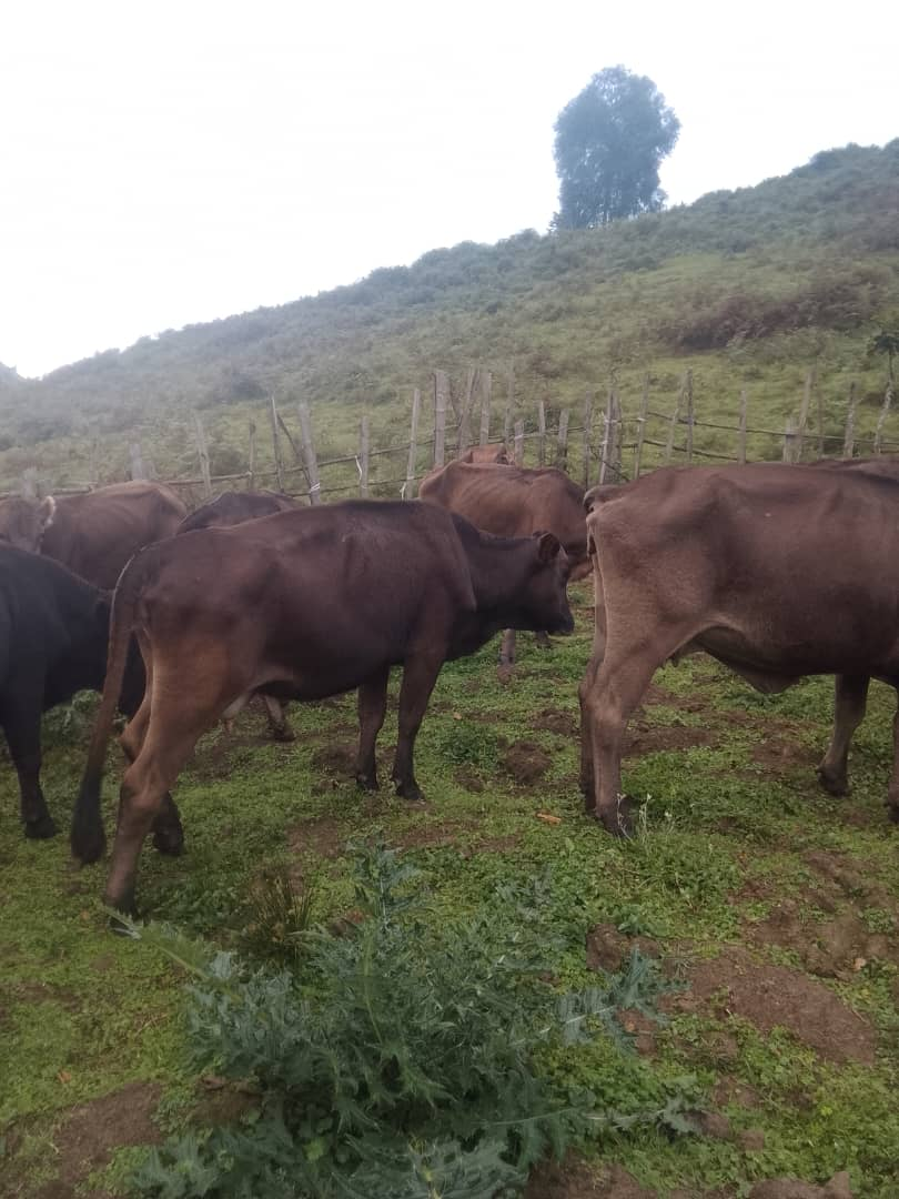 Bovins en pâturage