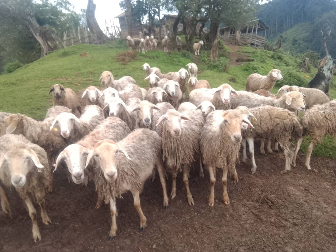 Élevage ovin à la Ferme de Chambene