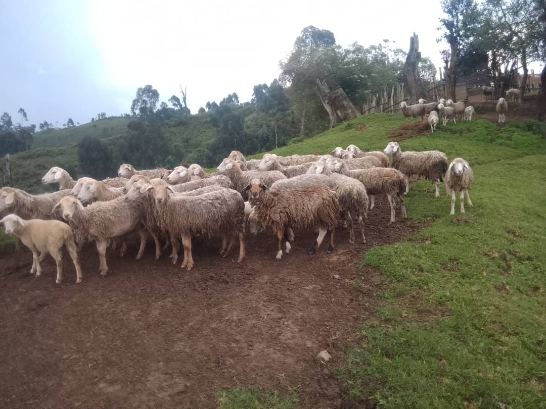 Moutons de la Ferme de Chambene