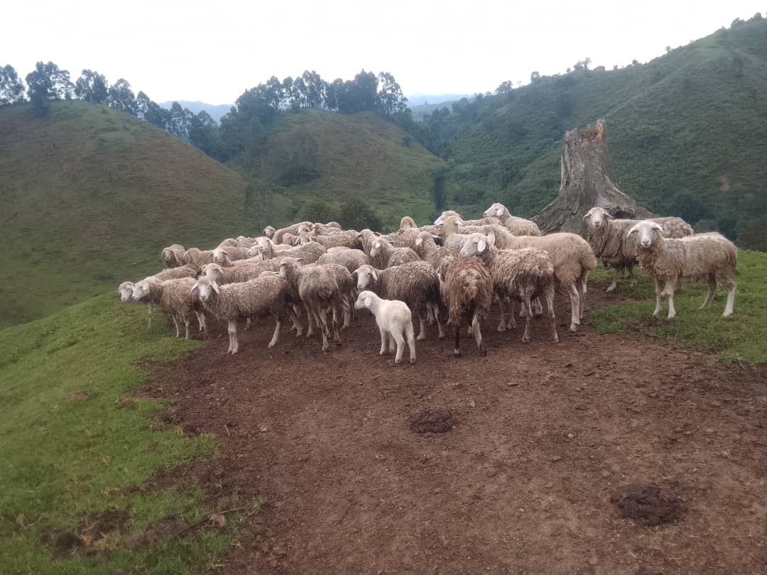 Moutons de Chambene